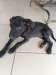 Pitoco