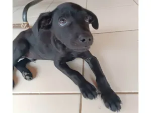 Cachorro raça SRD-ViraLata idade 2 a 6 meses nome Pitoco