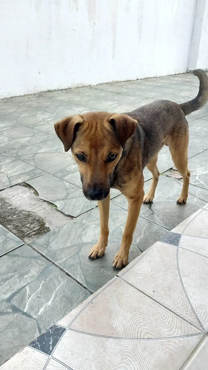 Cachorro ra a RND idade 1 ano nome Kiko