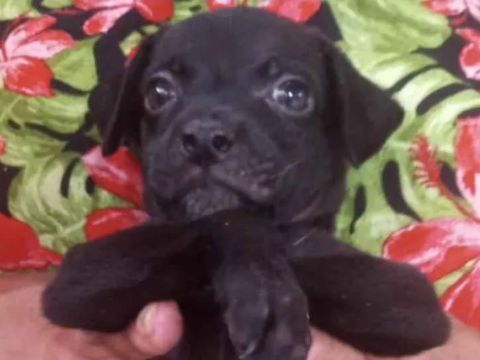 Cachorro ra a SRD-ViraLata idade Abaixo de 2 meses nome Teddy 