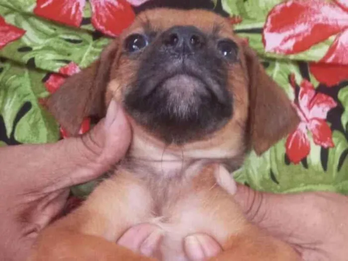 Cachorro ra a SRD-ViraLata idade Abaixo de 2 meses nome Boby