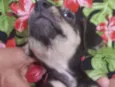Toy