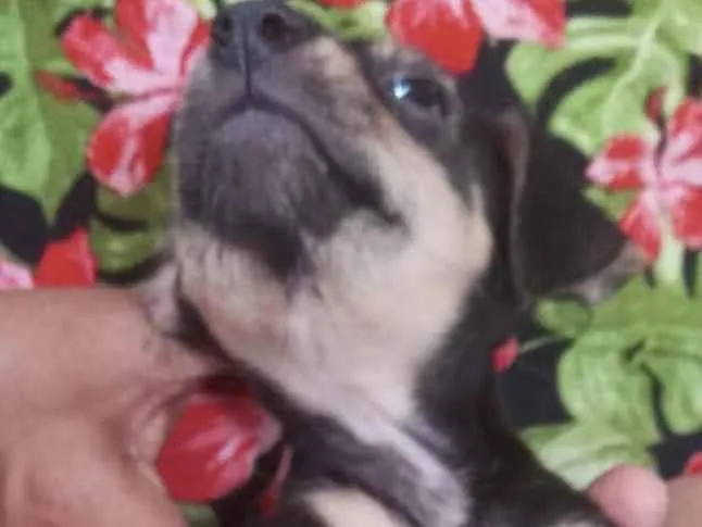 Cachorro ra a SRD-ViraLata idade Abaixo de 2 meses nome Toy