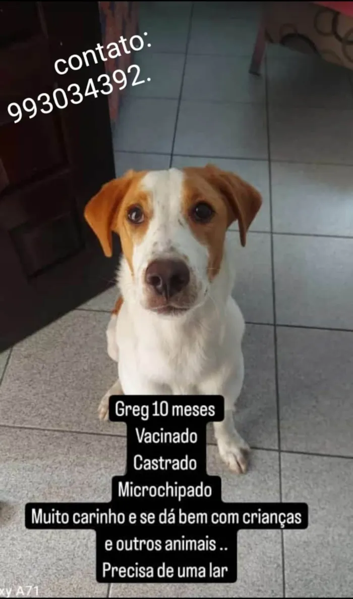 Cachorro ra a SRD-ViraLata idade 7 a 11 meses nome GREG