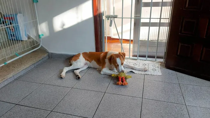 Cachorro ra a SRD-ViraLata idade 7 a 11 meses nome GREG