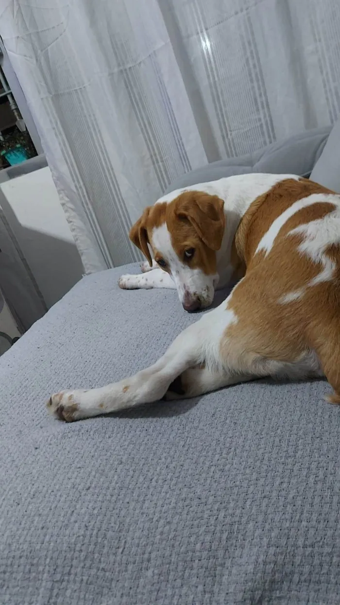 Cachorro ra a SRD-ViraLata idade 7 a 11 meses nome GREG