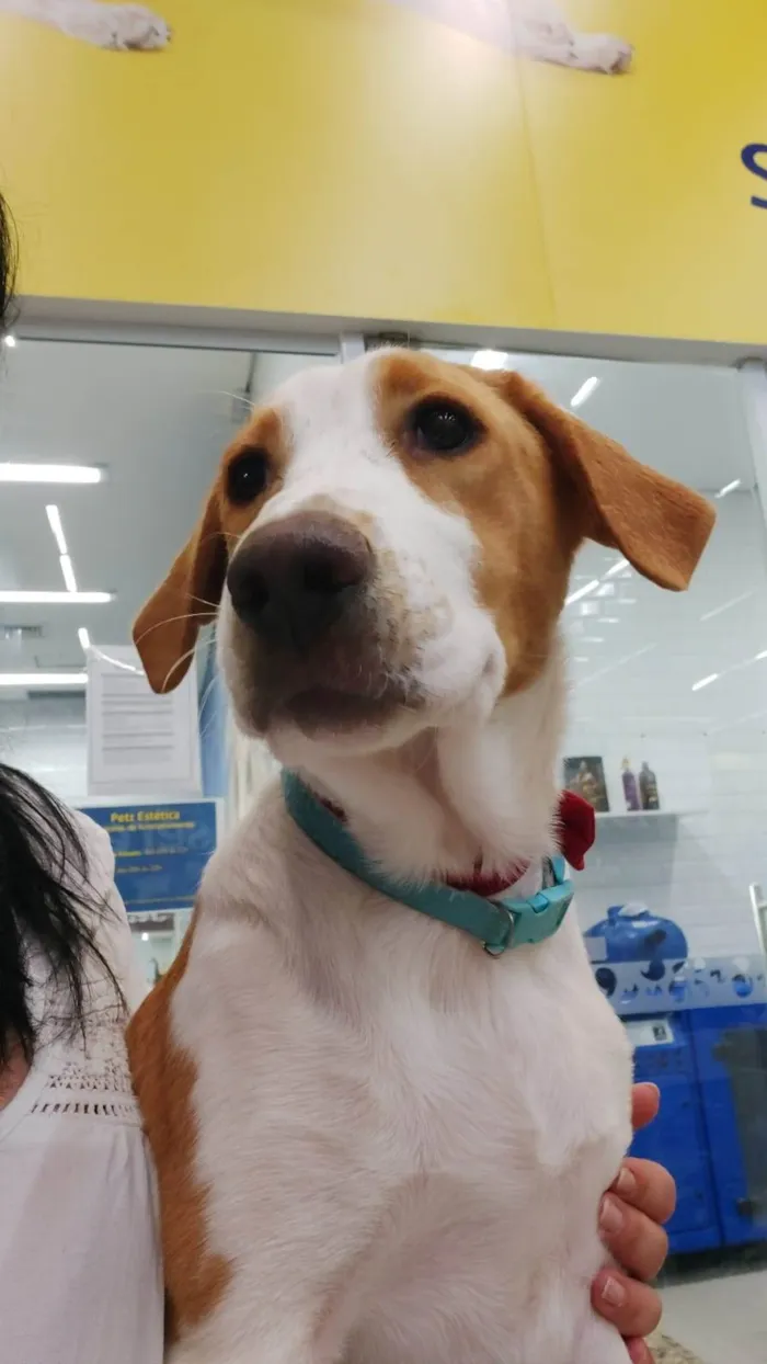 Cachorro ra a SRD-ViraLata idade 7 a 11 meses nome GREG