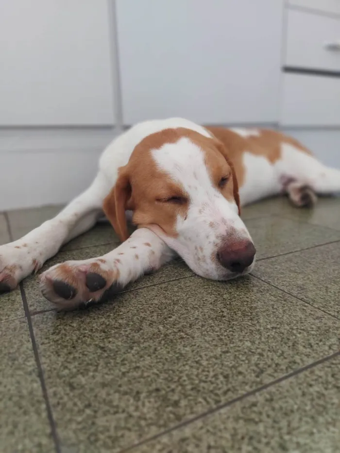 Cachorro ra a SRD-ViraLata idade 7 a 11 meses nome GREG