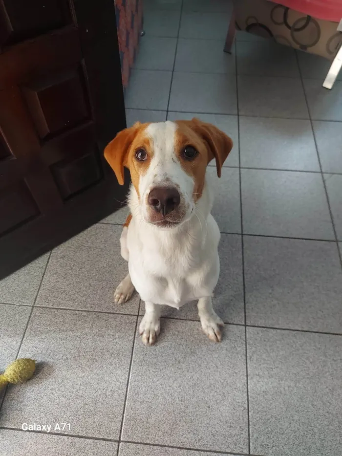 Cachorro ra a SRD-ViraLata idade 7 a 11 meses nome GREG