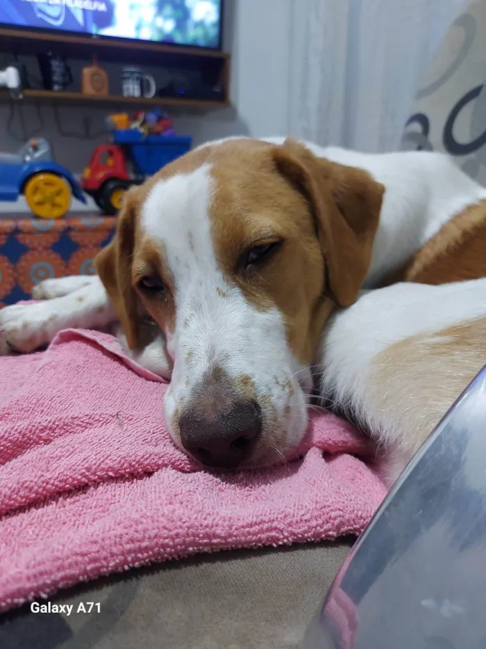 Cachorro ra a SRD-ViraLata idade 7 a 11 meses nome GREG