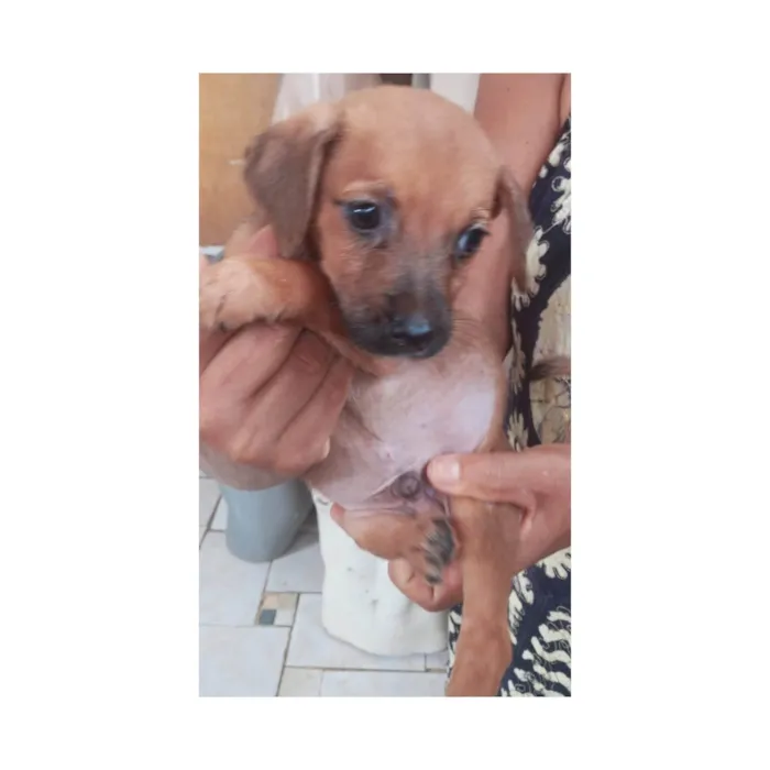Cachorro ra a SRD-ViraLata idade Abaixo de 2 meses nome Billy