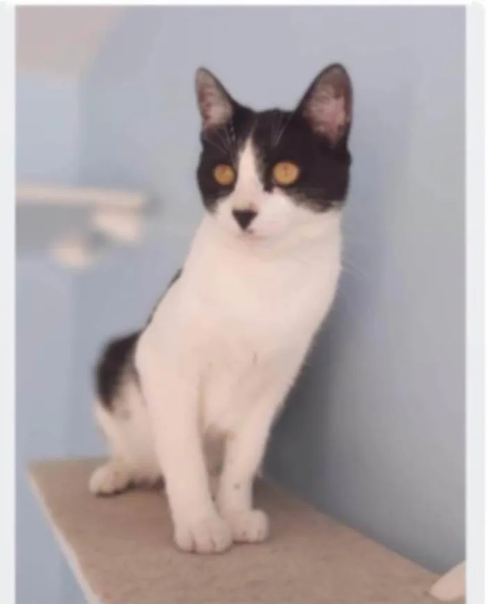 Gato ra a srd frajolinha  idade 2 anos nome MAG