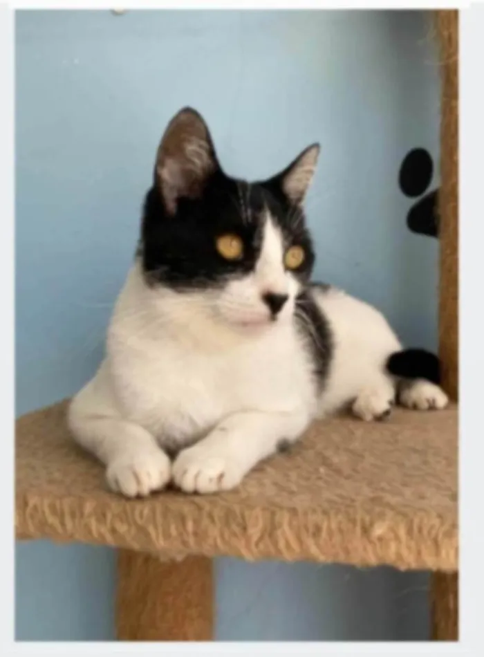 Gato ra a srd frajolinha  idade 2 anos nome MAG