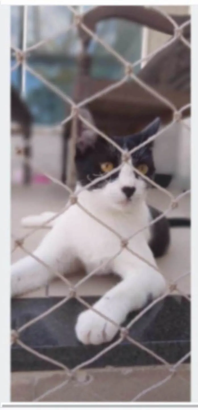 Gato ra a srd frajolinha  idade 2 anos nome MAG