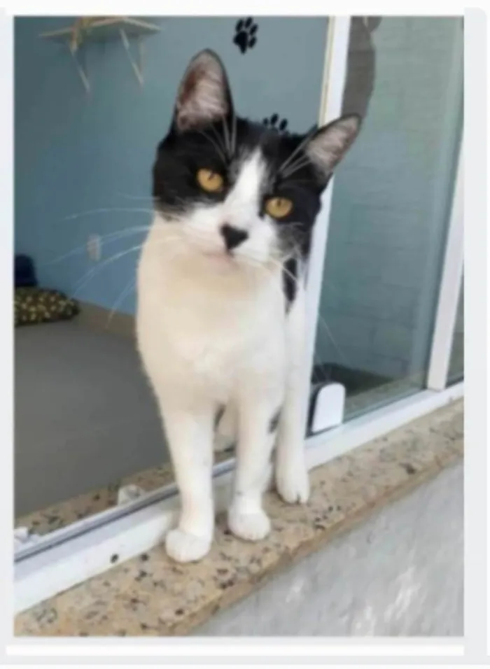 Gato ra a srd frajolinha  idade 2 anos nome MAG