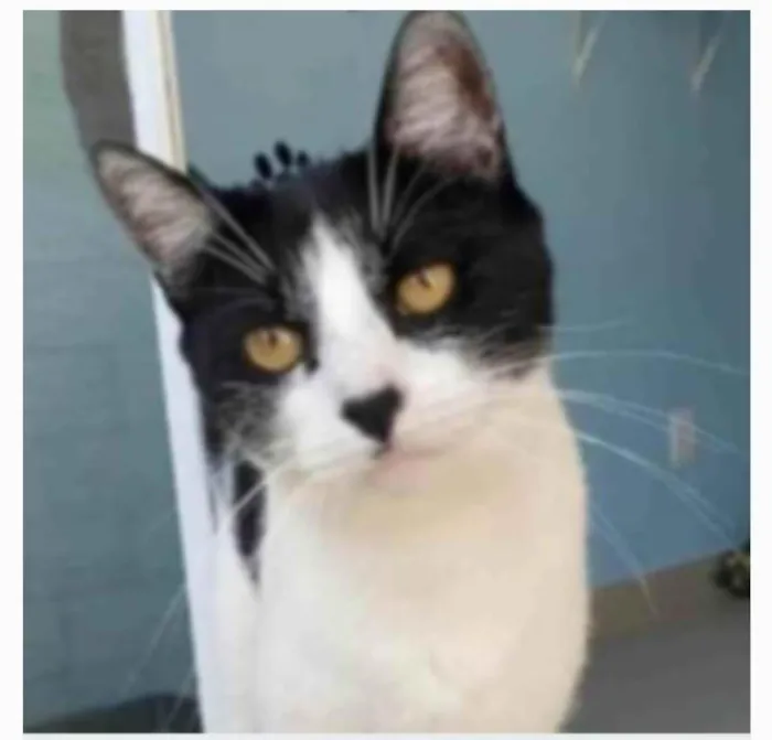 Gato ra a srd frajolinha  idade 2 anos nome MAG
