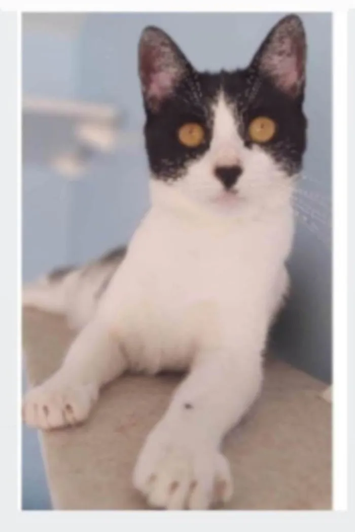 Gato ra a srd frajolinha  idade 2 anos nome MAG
