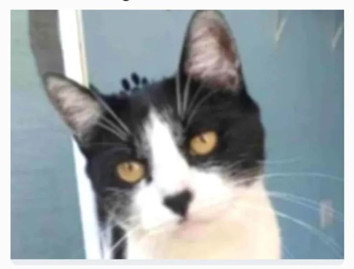 Gato ra a srd frajolinha  idade 2 anos nome MAG