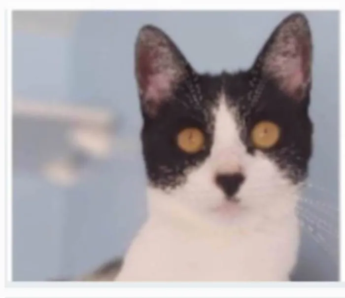 Gato ra a srd frajolinha  idade 2 anos nome MAG