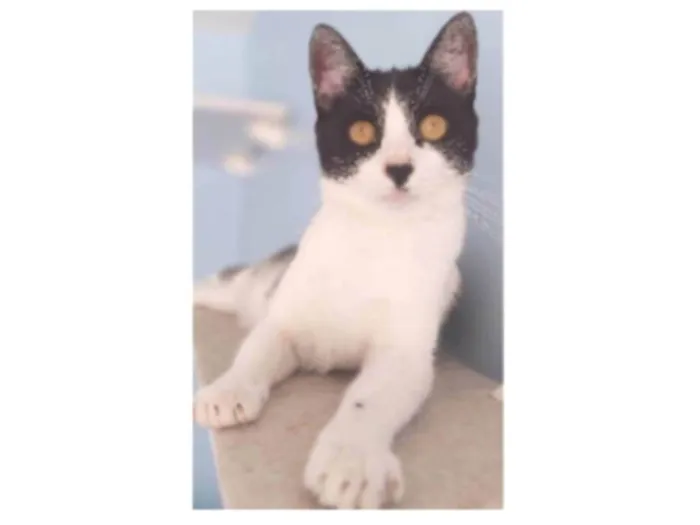 Gato ra a srd frajolinha  idade 2 anos nome MAG