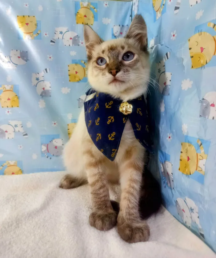 Gato ra a Srd idade 2 a 6 meses nome Sara e Theo 