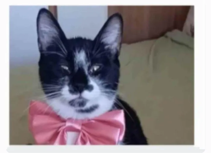 Gato ra a srd frajolinha idade 1 ano nome AIKA