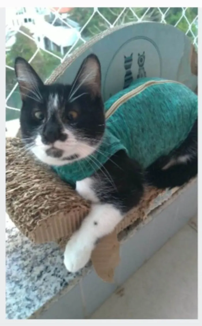 Gato ra a srd frajolinha idade 1 ano nome AIKA