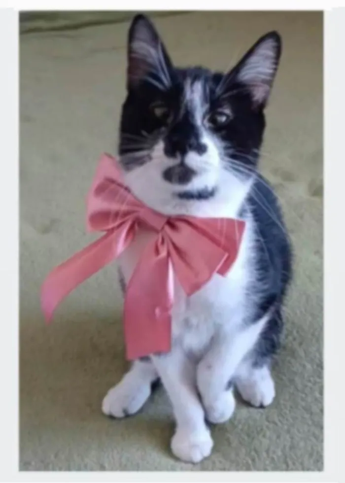 Gato ra a srd frajolinha idade 1 ano nome AIKA