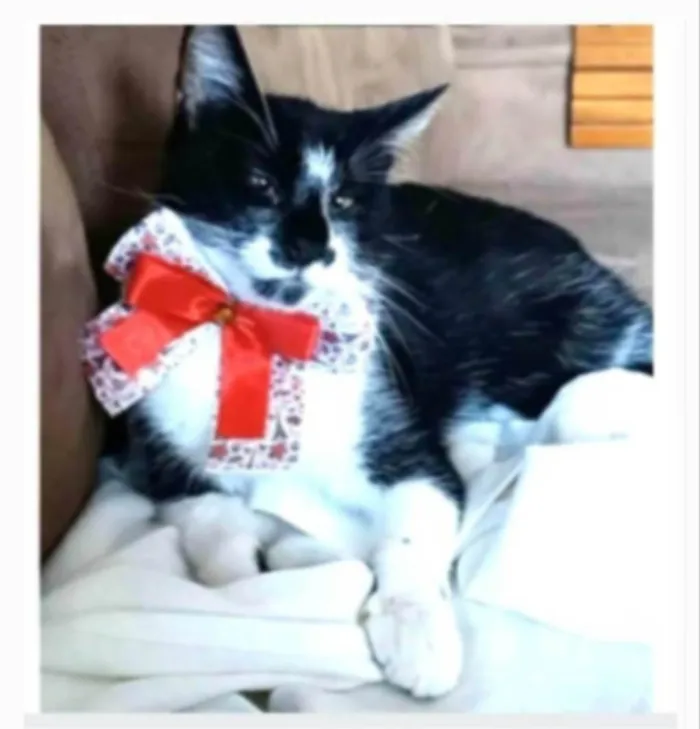 Gato ra a srd frajolinha idade 1 ano nome AIKA