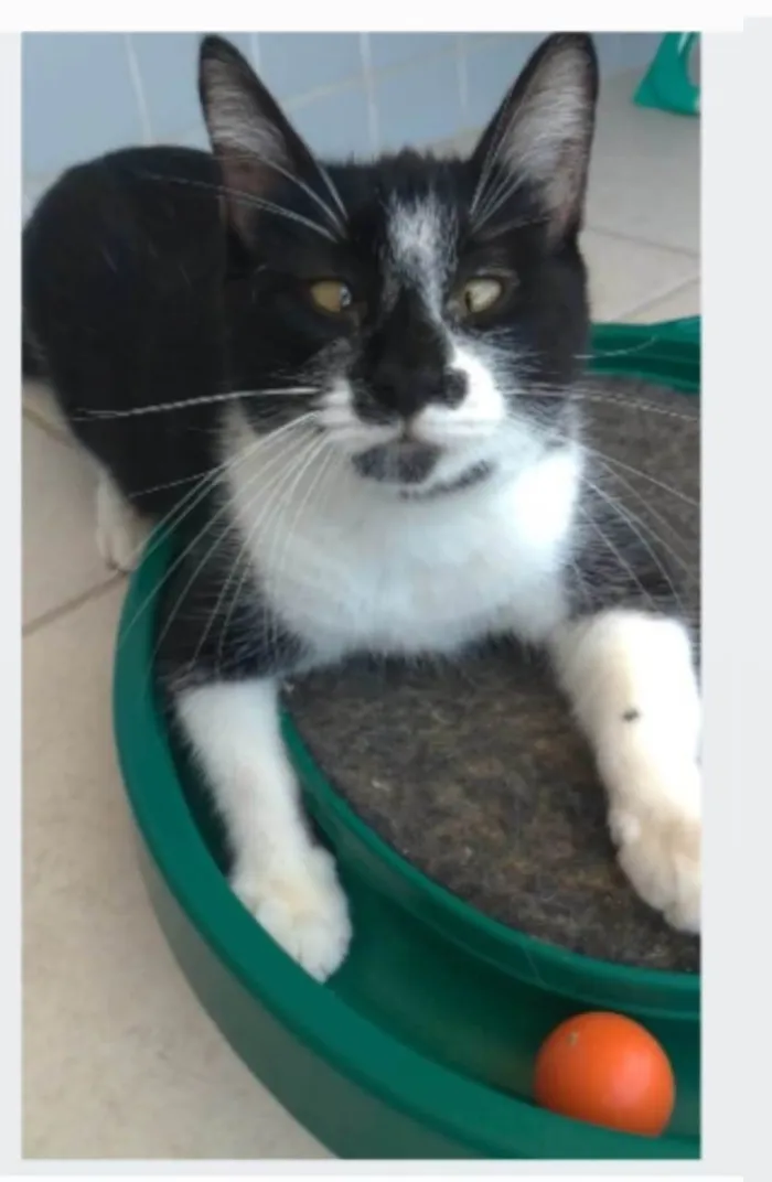 Gato ra a srd frajolinha idade 1 ano nome AIKA