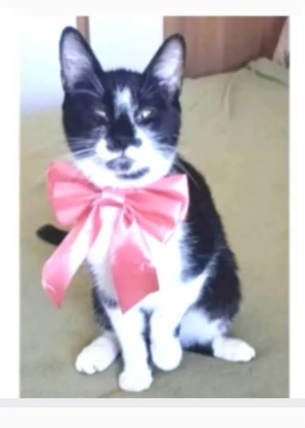Gato ra a srd frajolinha idade 1 ano nome AIKA