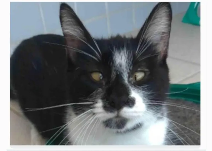 Gato ra a srd frajolinha idade 1 ano nome AIKA