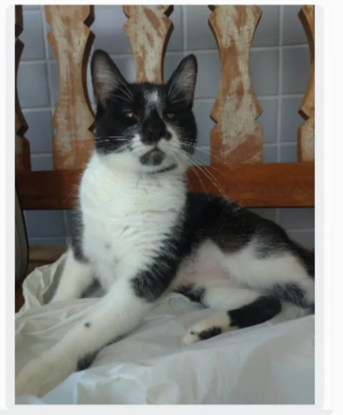 Gato ra a srd frajolinha idade 1 ano nome AIKA