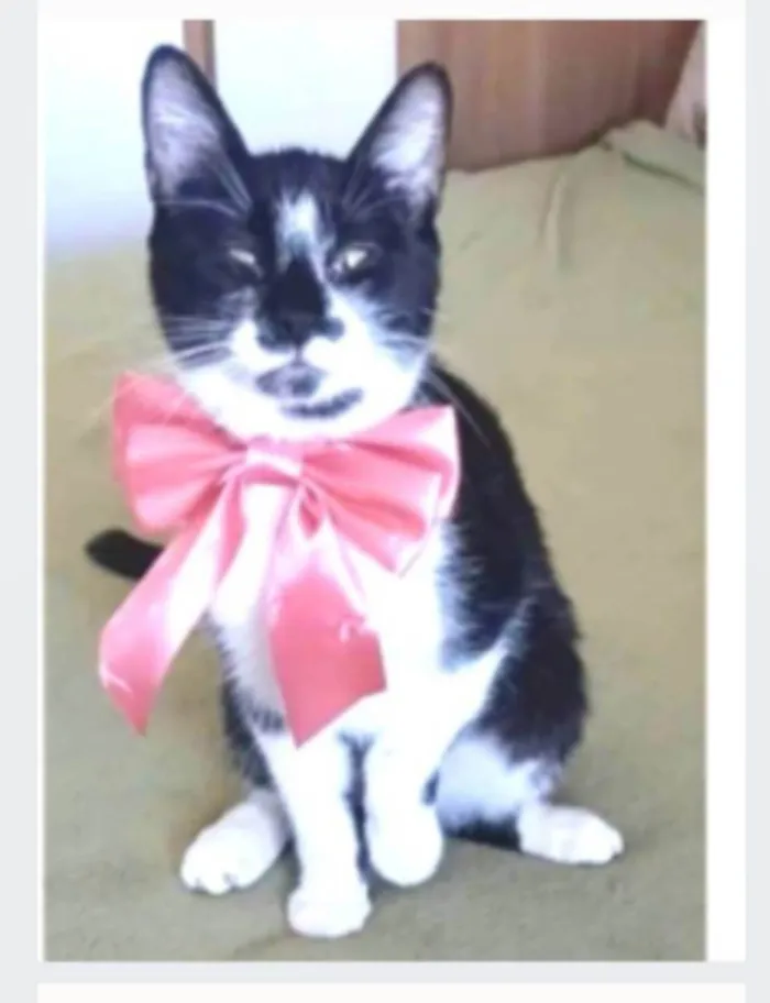 Gato ra a srd frajolinha idade 1 ano nome AIKA