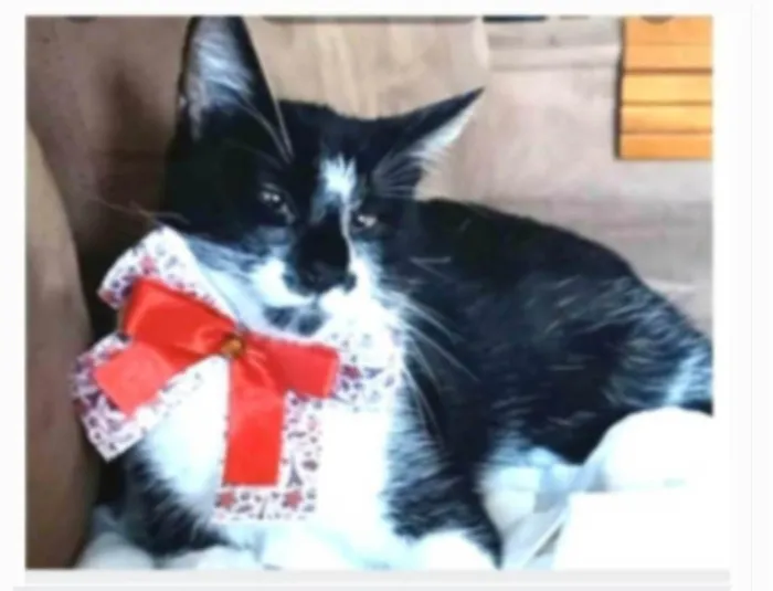 Gato ra a srd frajolinha idade 1 ano nome AIKA