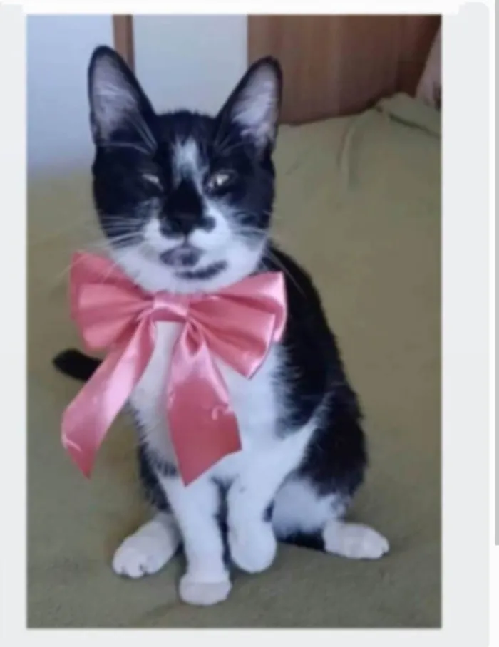 Gato ra a srd frajolinha idade 1 ano nome AIKA