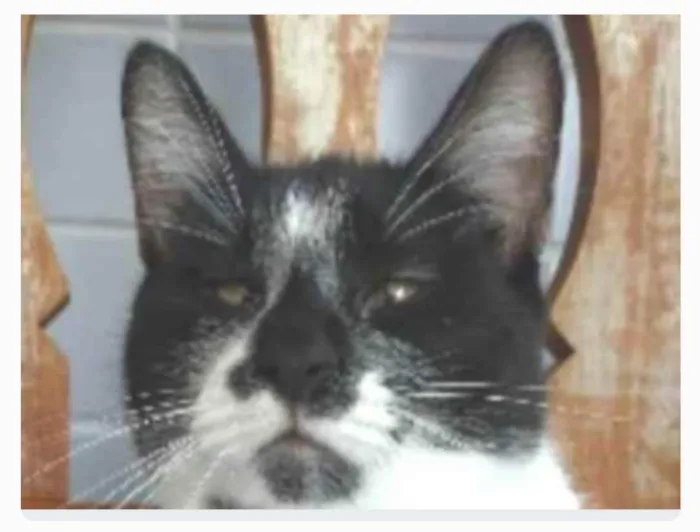Gato ra a srd frajolinha idade 1 ano nome AIKA