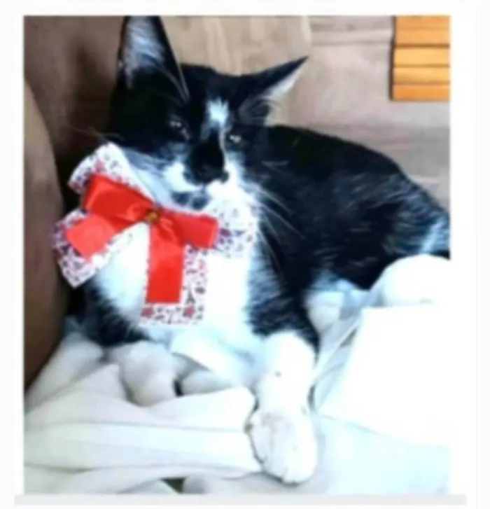 Gato ra a srd frajolinha idade 1 ano nome AIKA