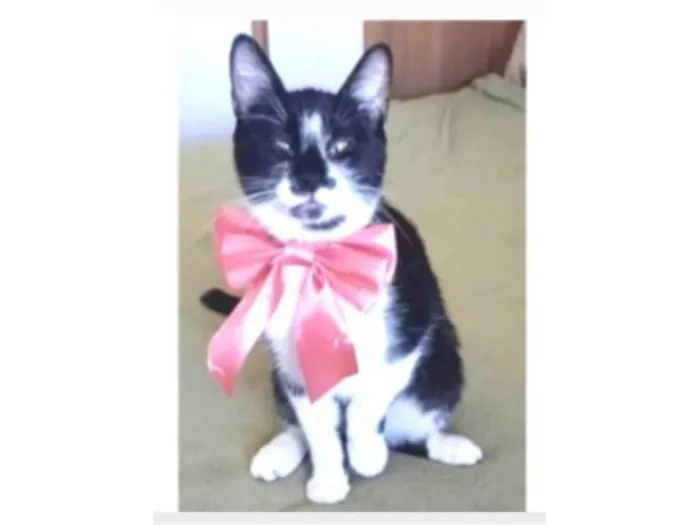 Gato ra a srd frajolinha idade 1 ano nome AIKA