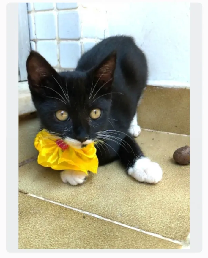 Gato ra a srd idade 2 a 6 meses nome TALIA