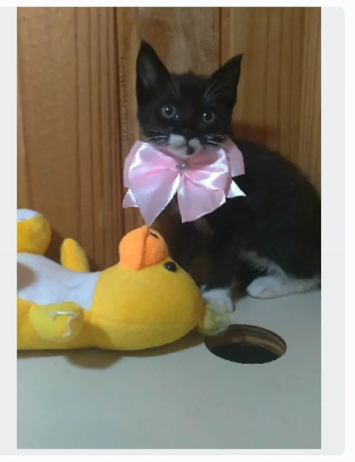 Gato ra a srd idade 2 a 6 meses nome TALIA