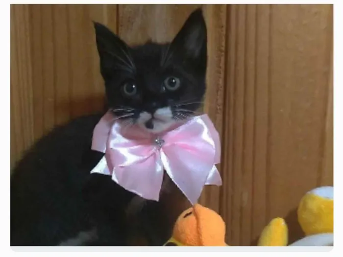 Gato ra a srd idade 2 a 6 meses nome TALIA