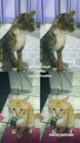 billy e Pompom