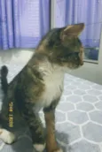billy e Pompom