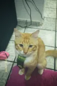 billy e Pompom