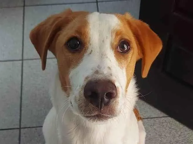 Cachorro ra a SRD-ViraLata idade 7 a 11 meses nome GREG