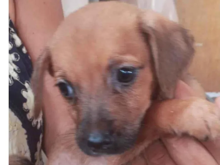Cachorro ra a SRD-ViraLata idade Abaixo de 2 meses nome Billy