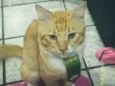 billy e Pompom