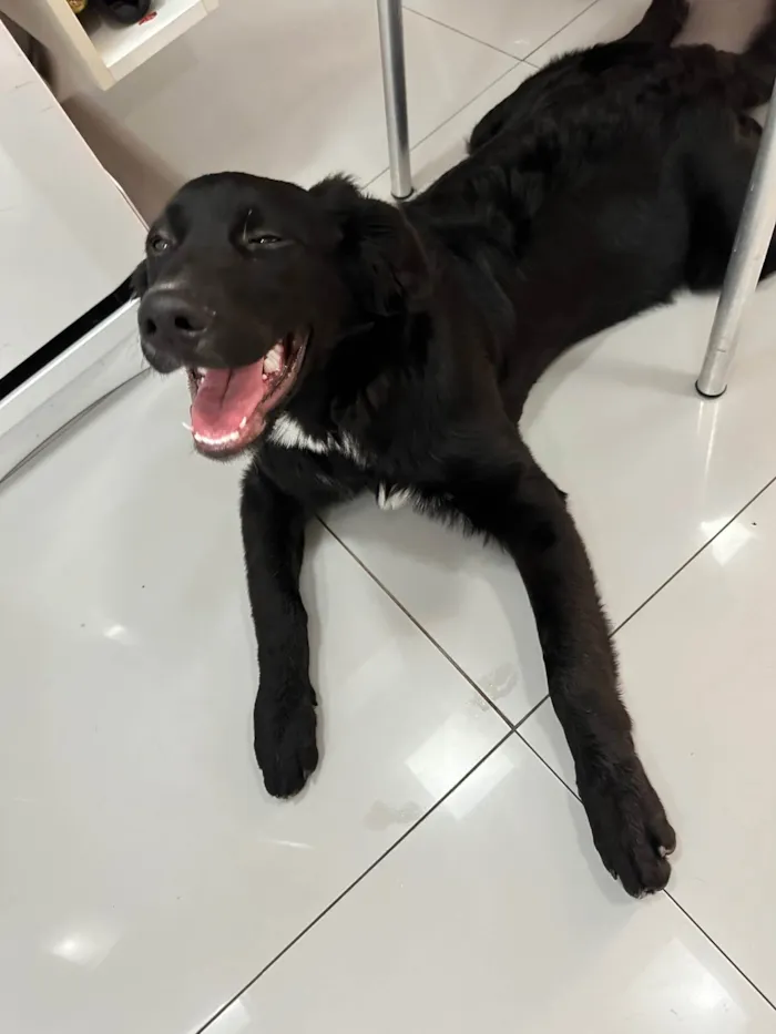 Cachorro ra a Labrador idade 7 a 11 meses nome Berenice