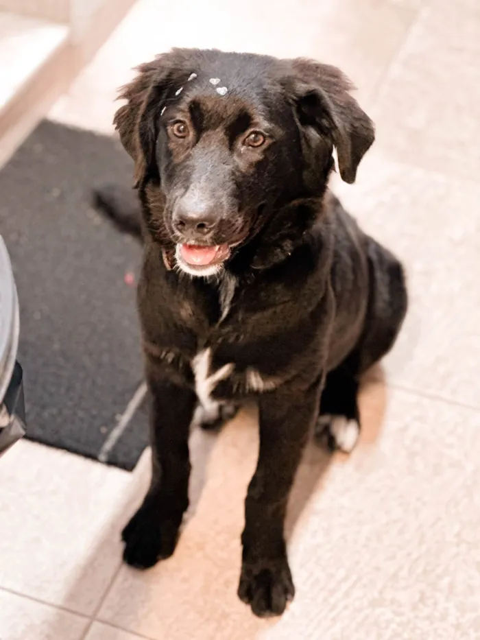 Cachorro ra a Labrador idade 7 a 11 meses nome Berenice